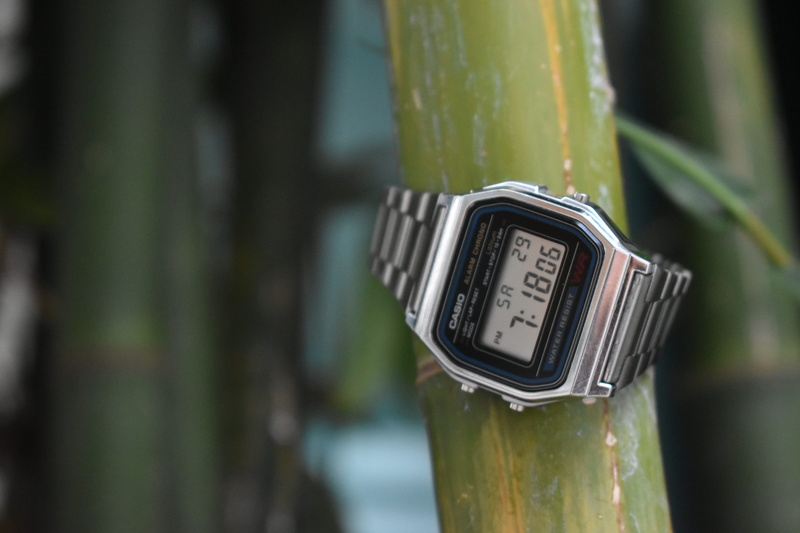 temperature, gauge, growth, technology, plant, metal, accuracy, green color, no people, 5K, time, mexico, bamboo, close-up, day, number, watch, outdoors