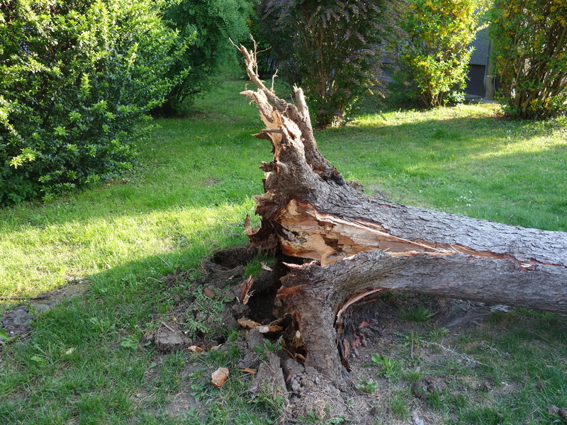 day, land, forest, forward, dead plant, tree, outdoors, grass, uprooted, storm, wood - material, plant, tranquility, field, no people, bark, wood, destroyed