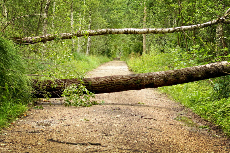 fracture, land, 4K, non-urban scene, plant, day, forest, damage, blocking, tree, tranquil scene, outdoors, growth, bavaria, trail, no people, green color