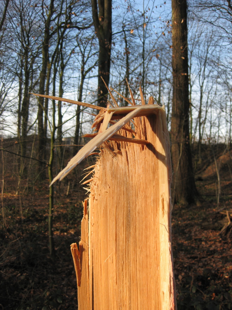 trunk, 2K, plant, landscape, wood, nature, tree trunk, day, canceled, woodland, log, wood - material, butt, outdoors, wooden post, land, branch, fragmented