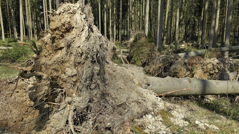 ecology, nature conservation, bamboo - plant, like, forest, dying tree, forward, log, wind, land, trunk, no people, growth, wood, canceled, environment