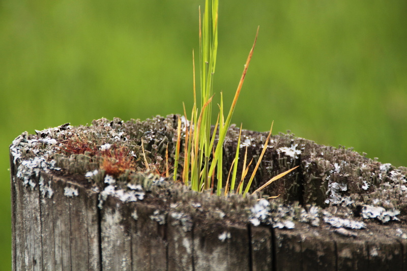 bark, close-up, strains, wood - material, grass, plant, canceled, no people, tree, forest, logging, moss, water, green color, grain, outdoors, butt, storm