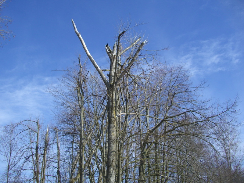 trees, tree trunk, land, plant, branch, forest, storm damage, dead plant, blue, log, outdoors, fracture, day, tree, no people, nature, trunk, arid climate