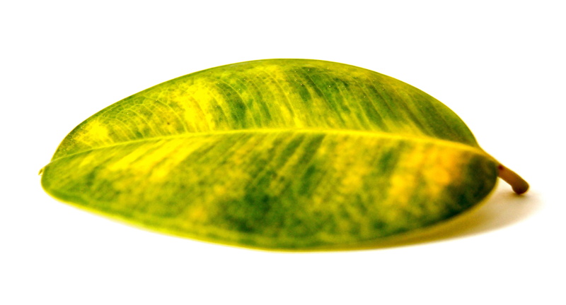 nature, healthy lifestyle, canceled, green color, rubber tree, food, fruit, spotted, plant, slice, indoors, dieting, freshness, single object, food and drink