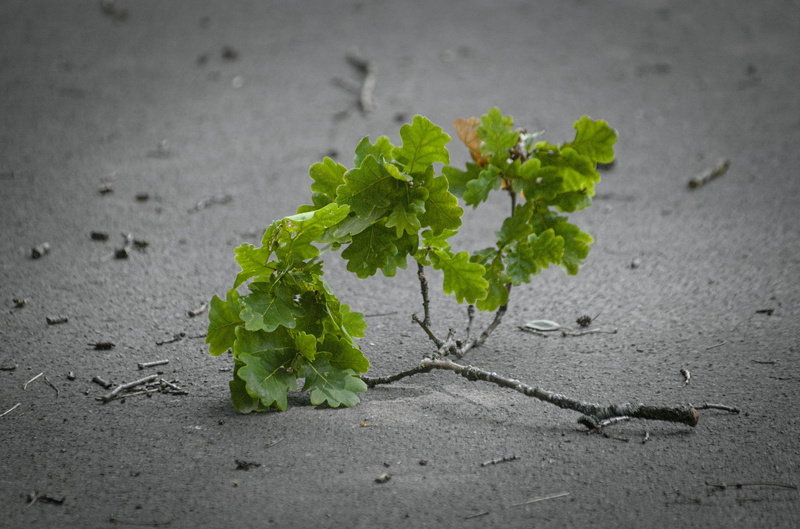 plant part, outdoors, mint leaf - culinary, selective focus, leaves, land, canceled, herb, no people, food and drink, healthy eating, high angle view, food