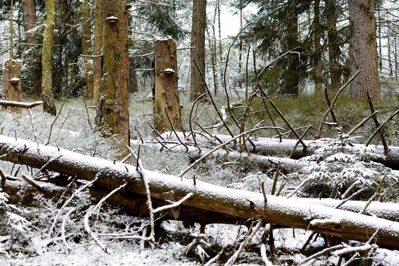 Environment, Nature, snow, tree, covering, frozen, wind, outdoors, beauty in nature, environmental protection, ecological balance, forest, canceled, no people