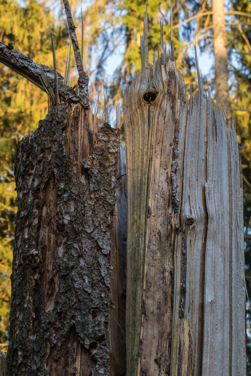 outdoors, animal themes, wood - material, damage, vertebrate, wood, focus on foreground, nature, animal, trunk, wooden post, no people, 5K, bark, textured