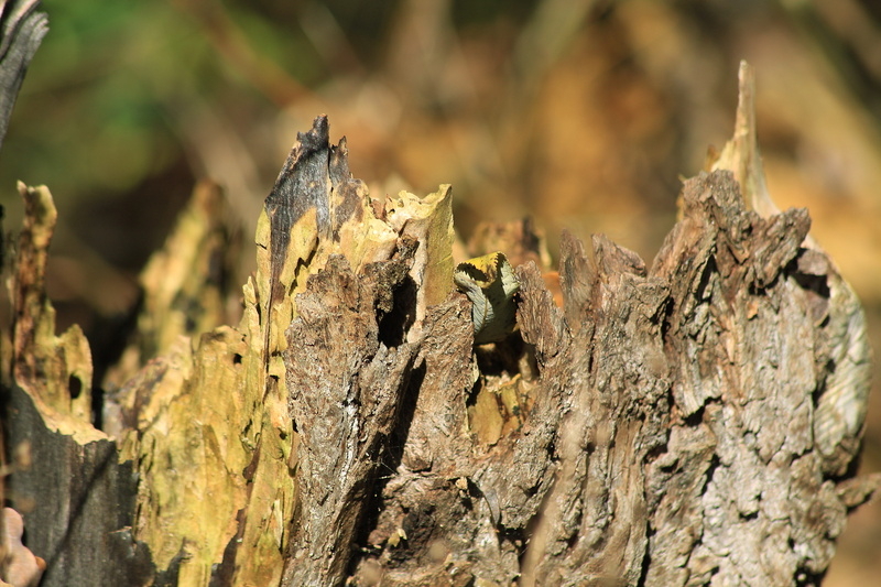 Butt, weathered, wood, Tree Bark, old, Branch, Old, animals in the wild, 5K, wood - material, trunk, log, rough, bark, sunlight, fragmented, tree ring