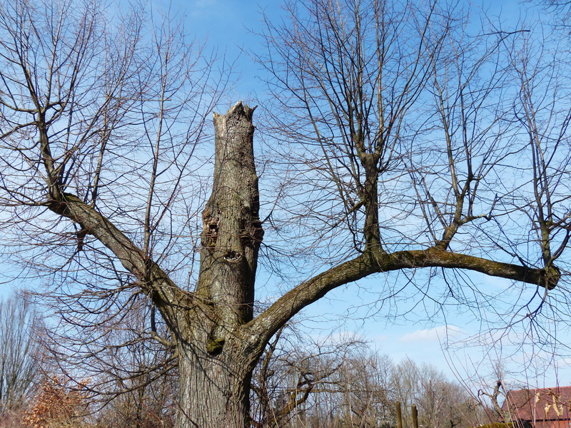 beauty in nature, branch, spirit, winter, nature, scenics - nature, growth, no people, sky, tranquility, tree trunk, blue, clear sky, land, outdoors, day