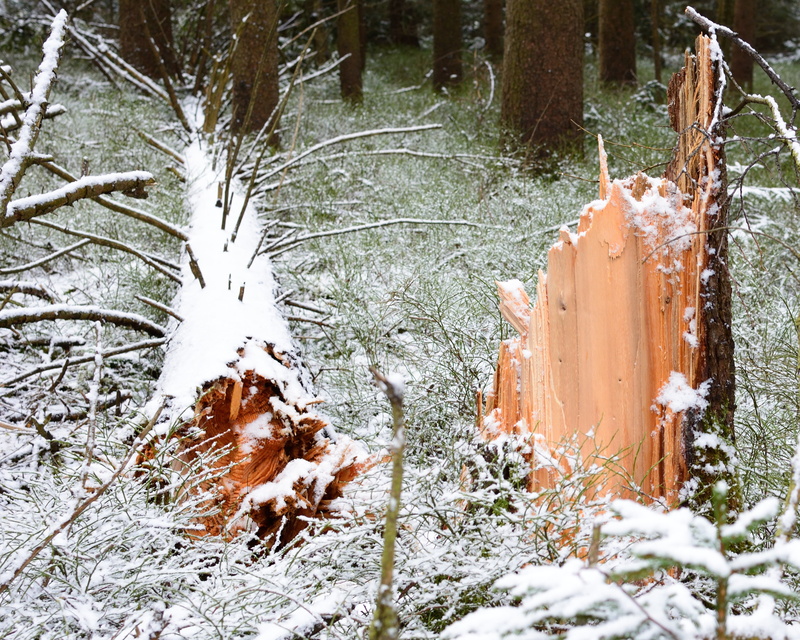traces, tranquility, storm damage, outdoors, nature conservation, plant, forestry, tree trunk, snow, frozen, log, day, cold temperature, land, wood, beauty in nature
