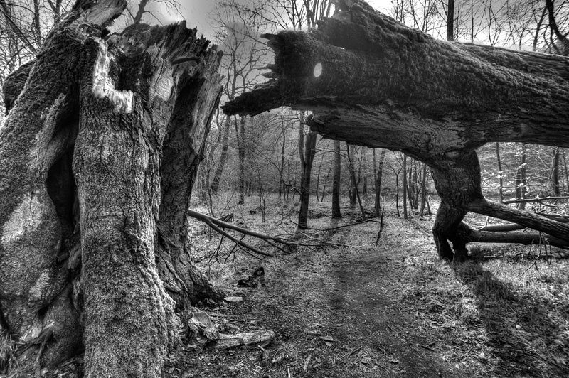 canceled, landscape, plant, non-urban scene, no people, day, nature, growth, outdoors, forest, bark, beauty in nature, mysticism, tranquility, hdr, trunk