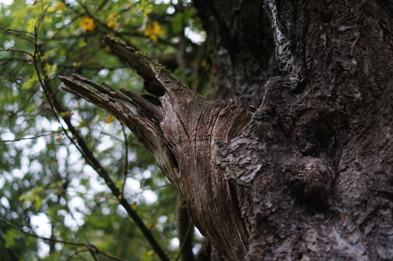 one animal, focus on foreground, textured, old, growth, day, nature, outdoors, canceled, branch, tree, animals in the wild, aesthetic, close-up, low angle view