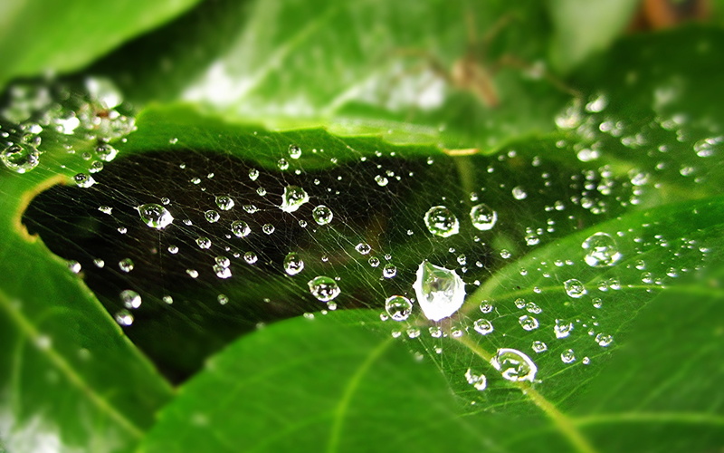 water drops, drops, spider, web, drew. spider web, 2K, leaf, water, cabweb