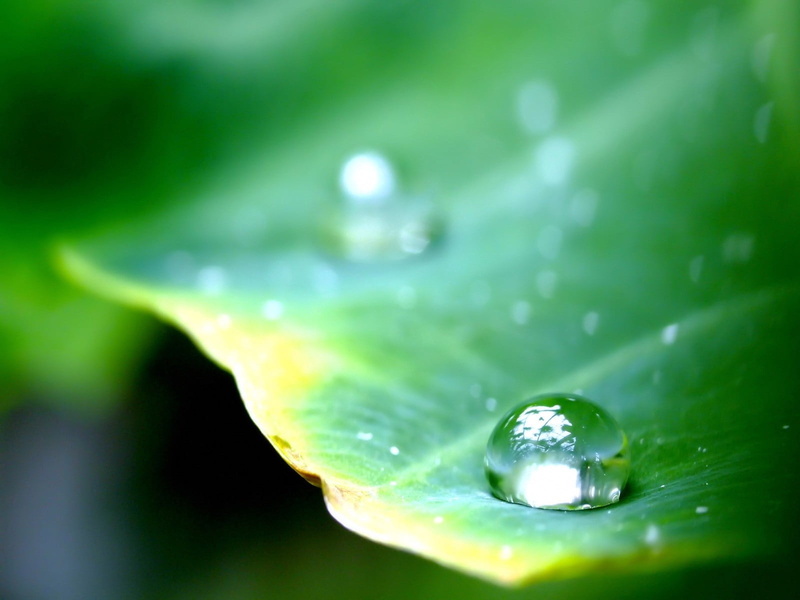 leaf Vein, raindrop, vibrant Color, close-up, extreme close-up, rain, springtime, green Color, leaf, dew, flower, beauty In Nature, purity, no People