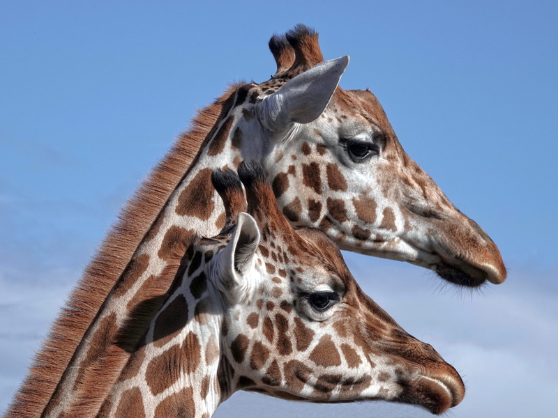 animal body part, no people, wildlife, one animal, zoo, animal themes, gray, domestic animals, eating, brown, two, mold, sloth, animal, giraffes, animal head