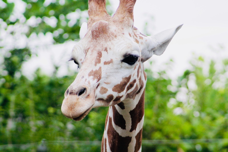 photo, neck, giraffe, one animal, brown, wildlife, animal photography, animals in the wild, animal, day, animal neck, young, mammal, animal themes, tree