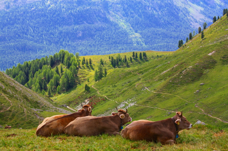 outdoors, animal, hill, land, livestock, alps, field, group of animals, no people, grass, summer, pasture, herbivorous, animal themes, green Color, mountain range