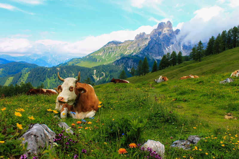 4K, white, cow, mountain, beauty in nature, vertebrate, animal, no people, meadow, mammal, cloud - sky, herbivorous, landscape, grass, animal themes, green