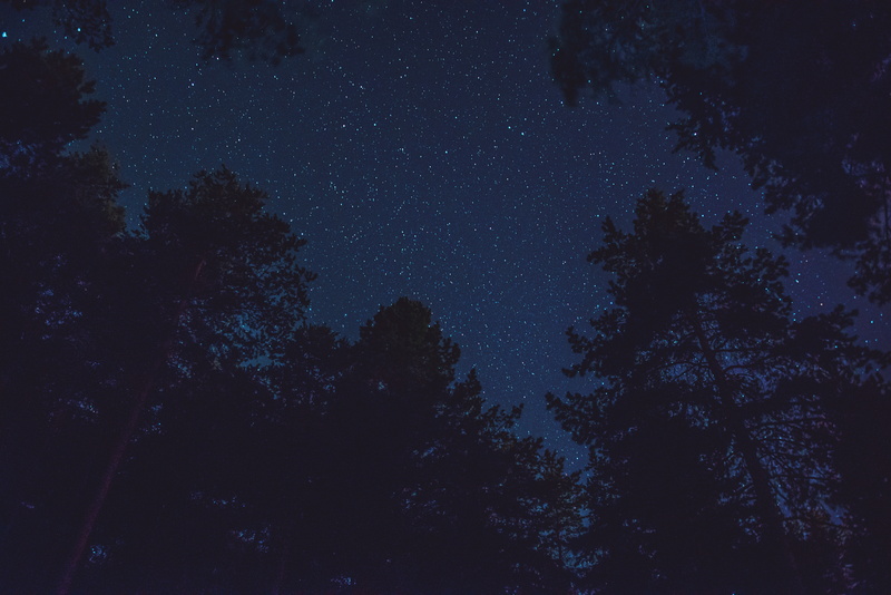 bottom view, night, stars, trees, starry sky, 5K, tops