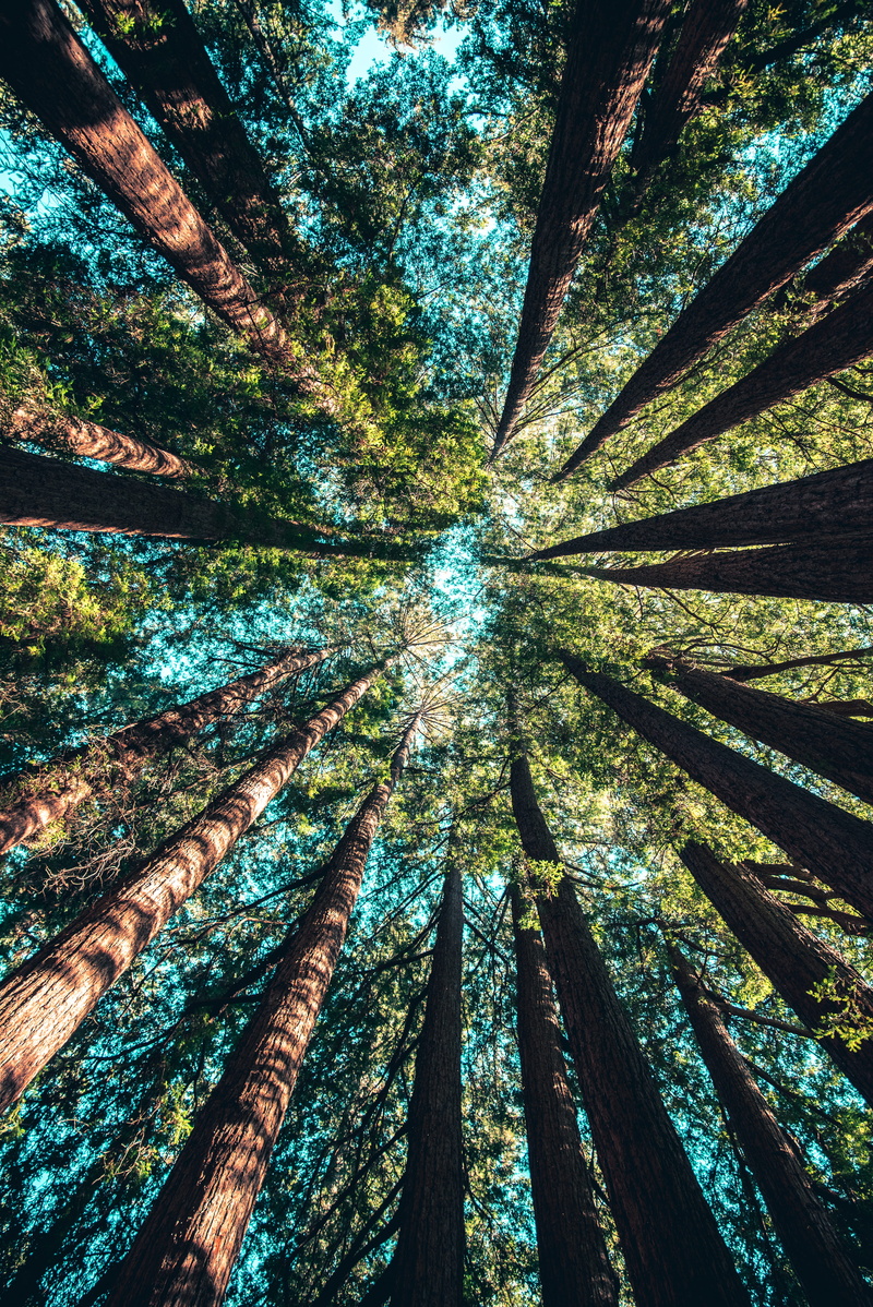 woodland, plant, tree canopy, outdoors, view, beauty in nature, photography, tall, low angle view, angle, tranquility, hike, wood - material, low, full frame