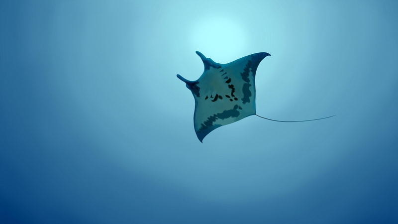 Marine animals, Bottom view, Sea, SKAT, 4K