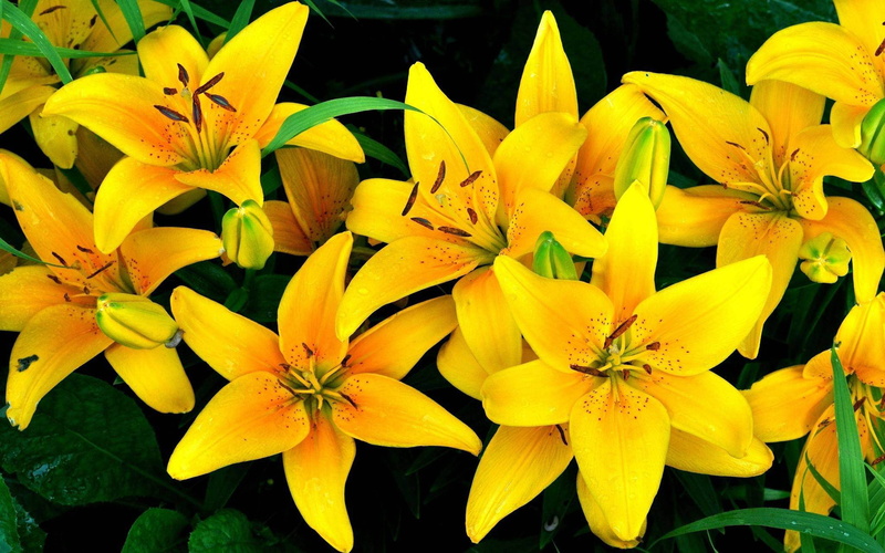 4K, hd, krin, yellow, knight, lily, resolution, star, flower, high
