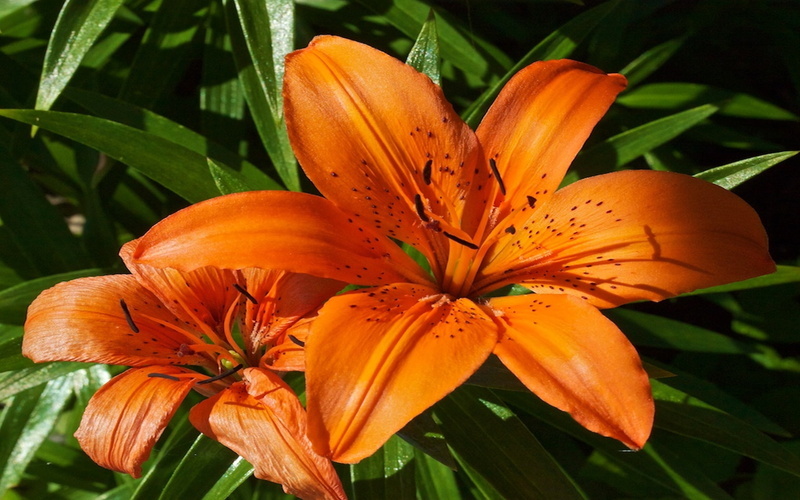 flower, krin, orange, 2K