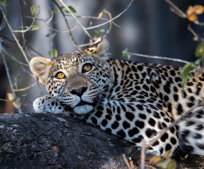 handsome, jaguar, leopard, black, wild cat, brown, 1080P, look