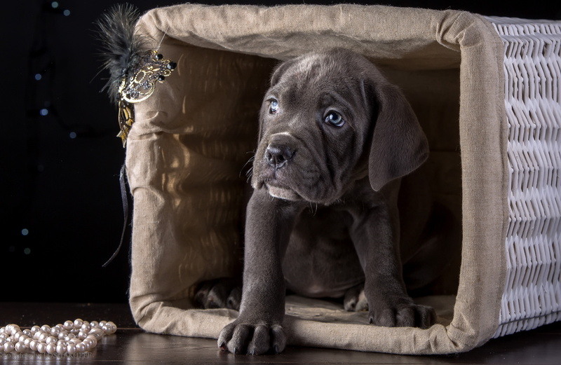 basket, puppy Cane Corso breed, corso, 2K, puppy, cane