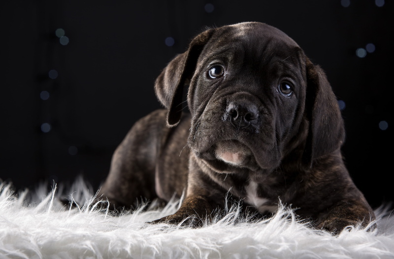 cane Corso, cute, breed, puppy, 2K