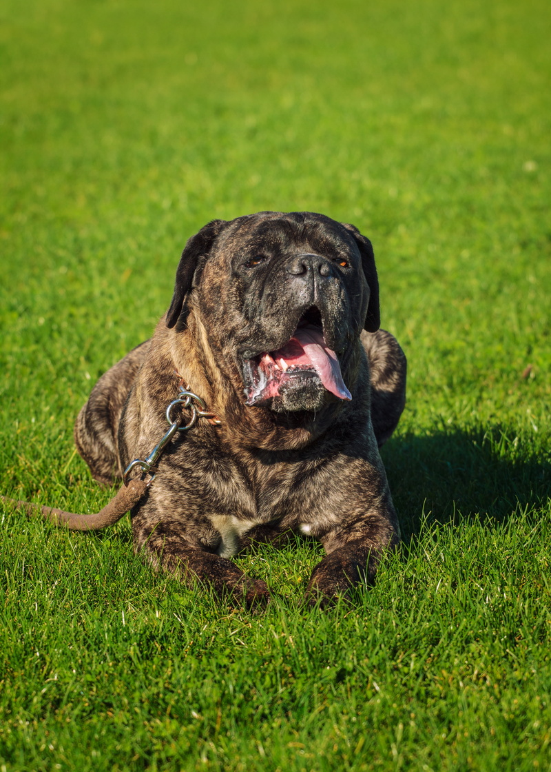 vertebrate, day, cane corso, relaxation, one animal, animal head, animal themes, domestic animals, collar, grass, outdoors, mammal, dog, purebred dog, no people