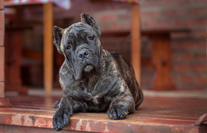 grey, black, pets, sitting, relaxation, day, domestic, dog, short, domestic animals, no people, looking at camera, coated, 2K, look, animal themes, Cane Corso