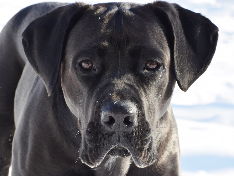 pet, snout, domestic, guard, no people, looking at camera, day, puppy, close-up, pets, cane, black labrador, cane corso, animal, canine, domestic animals