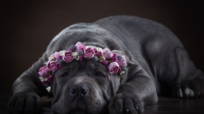 Cane Corso, black, flowers, dog, 720P, mastiff, neapolitan, wreath, cane, face, corso
