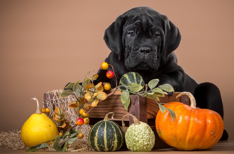 pumpkin, 2K, cane Corso, black, puppy