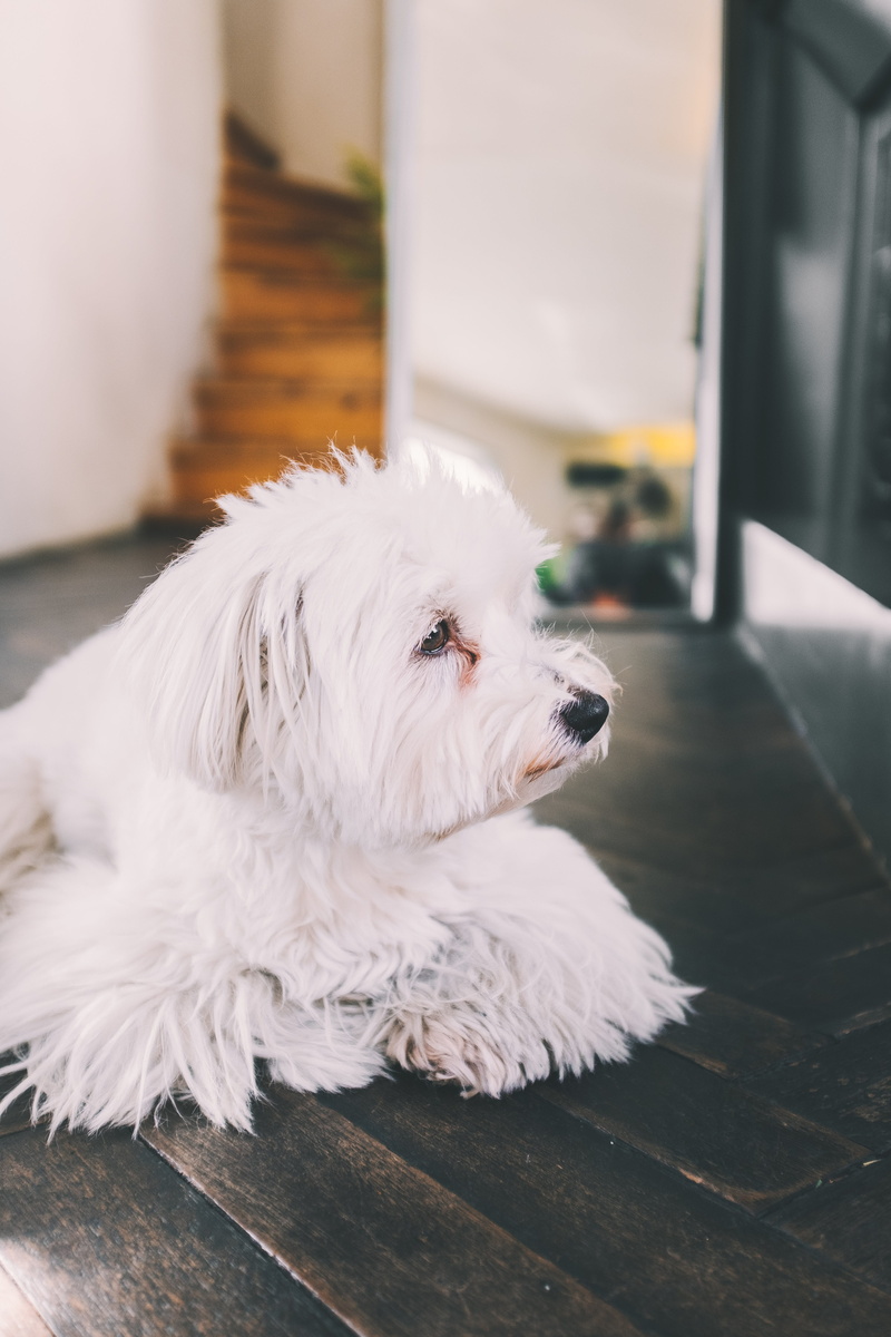 pet, terrier, lying, plant, white, indoors, canine, domestic, relaxation, puppy, focus on foreground, vertebrate, photo, flooring, furniture, animal themes