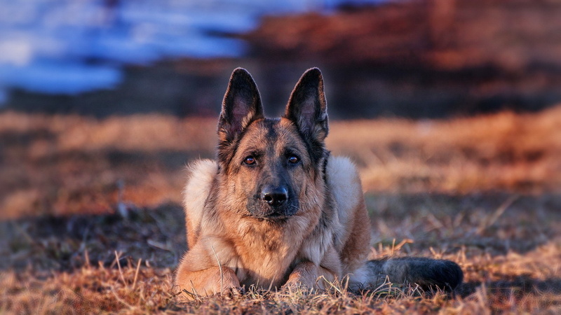 1080P, Dogs, Dog, canine, looking at camera, snout, positive emotion, one animal, portrait, German Shepherd, domestic, affectionate, theatrical performance