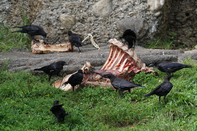 vertebrate, aas, mammal, crow, animal wildlife, no people, green color, bird, turkey - bird, high angle view, nature, plant, outdoors, day, animal, animals in the wild