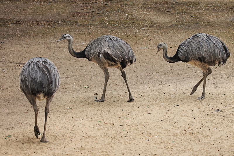 long, desert, environment, no people, animal, outdoors, ostrich, day, group of animals, bird, rhea bird, big bird, mammal, arid climate, 4K, animals in the wild