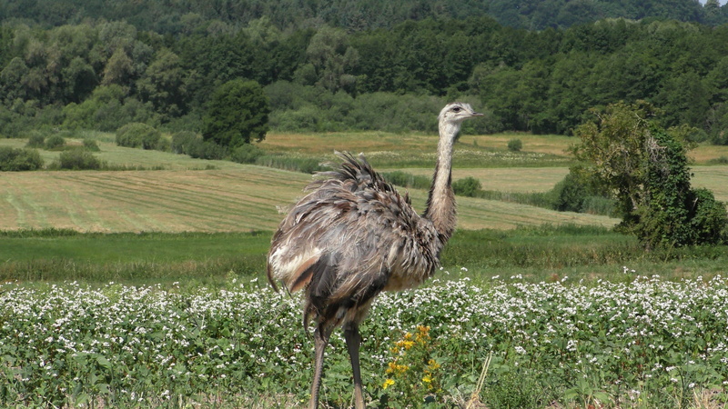 bird, no people, environment, animal themes, ratites, animals in the wild, plant, beauty in nature, wild rheas, animal, outdoors, growth, vertebrate, landscape