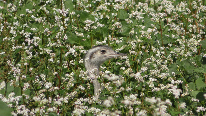 freshness, 5K, disguised, hidden, one animal, outdoors, animal themes, day, rheas, growth, rodent, camouflage, wild rheas, flower, vertebrate, eye, animal head