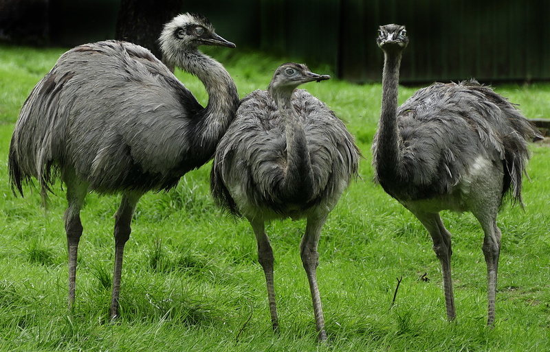 gray, outdoors, wildlife park, day, wildlife photography, plant, animals in the wild, group of animals, portrait, land, 4K, three, vertebrate, plain, enclosure
