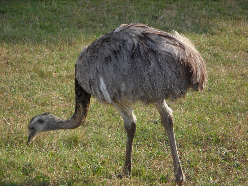 land, feather, ostrich, plant, bird, no people, plumage, mammal, day, long, meadow, rhea bird, nature, one animal, green color, field, peck, 4K, animal wildlife
