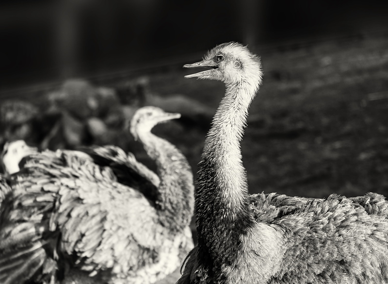 animals in the wild, animal, head, neck, beak, young bird, animal head, vertebrate, black and white, bird, grayscale, curious, one animal, flightless bird