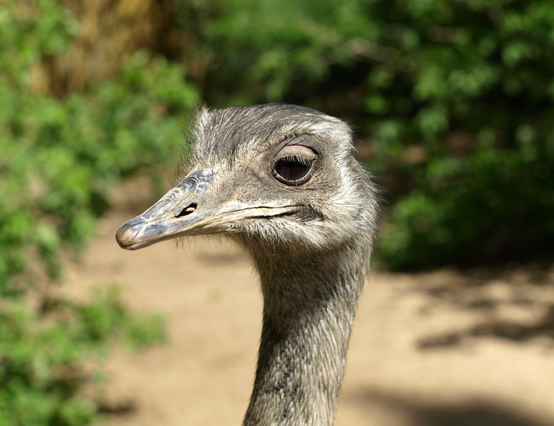 focus on foreground, animal Neck, outdoors, animals In The Wild, close-up, 2K, rhea bird, flightless bird, rheidae, animal Head, head, emu, animal eye