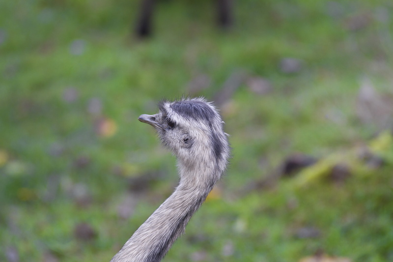 focus on foreground, flightless bird, animal wildlife, bill, bouquet, neck, close-up, day, animal, 5K, flightless laufvogel, vertebrate, wildlife photography