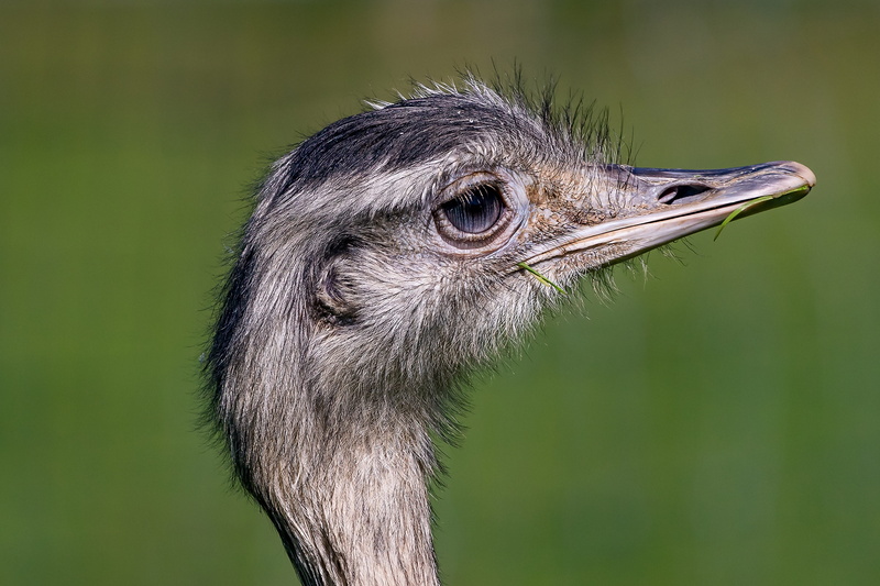 nature, ostrich, day, flightless bird, animal neck, bird, animal eye, green background, beak, animal, animal themes, animals in the wild, focus on foreground