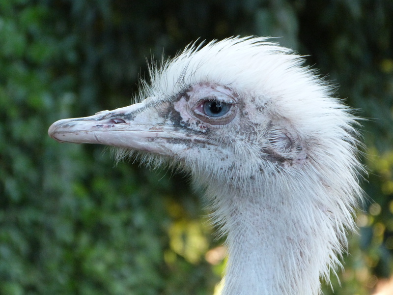eye, animal eye, animal head, animal neck, rhea, focus on foreground, profile view, south america, nature, animals in the wild, no people, animal wildlife
