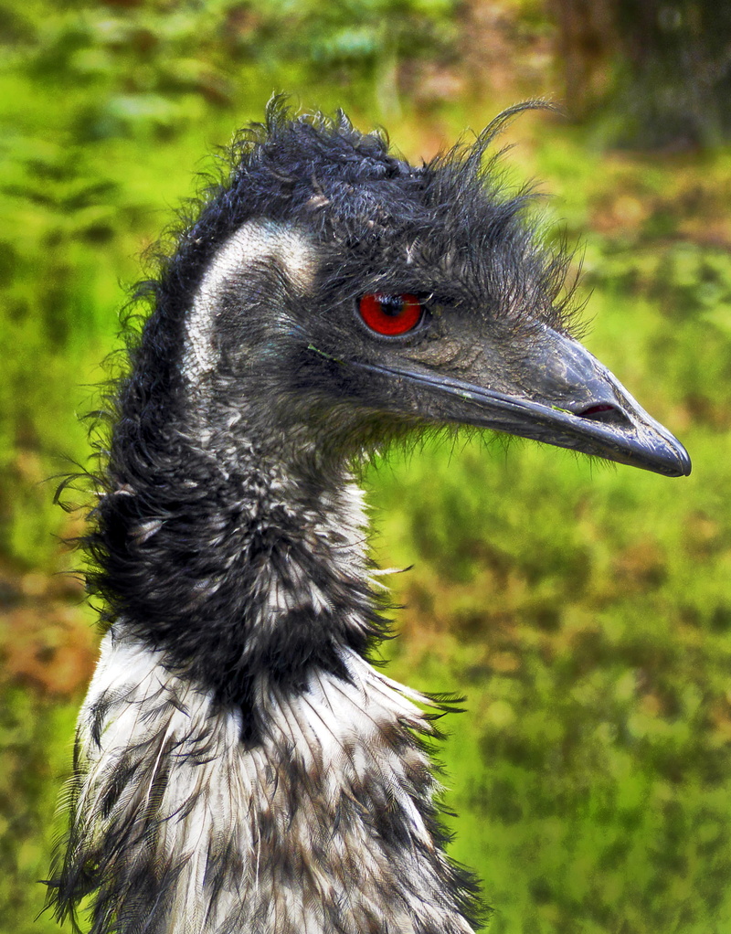 animal themes, looking, animal body part, nature, close-up, zoo, animal wildlife, animal, rhea bird, portrait, animals in the wild, looking away, black color