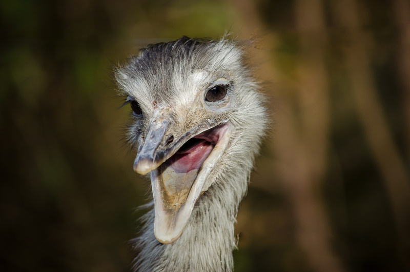 focus on foreground, south america, beak, outdoors, flightless bird, no people, animal eye, portrait, one animal, close, bill, animal themes, rhea bird